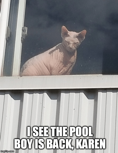 I SEE THE POOL BOY IS BACK, KAREN | made w/ Imgflip meme maker