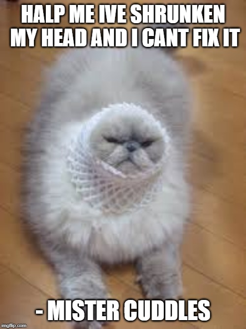 HALP ME IVE SHRUNKEN MY HEAD AND I CANT FIX IT; - MISTER CUDDLES | image tagged in cat | made w/ Imgflip meme maker