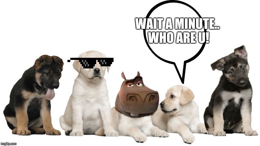 wait a minute | WAIT A MINUTE.. WHO ARE U! | image tagged in puppy wait pic | made w/ Imgflip meme maker