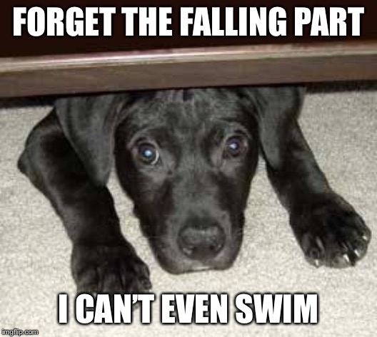 Scared dog | FORGET THE FALLING PART I CAN’T EVEN SWIM | image tagged in scared dog | made w/ Imgflip meme maker