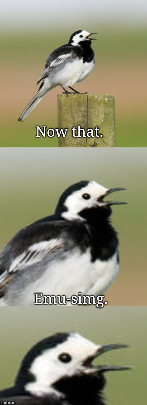 Bad Pun Flashtail | Now that. Emu-simg. | image tagged in bad pun flashtail | made w/ Imgflip meme maker