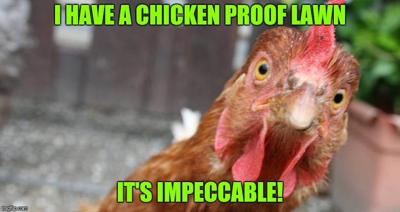 Punny chicken | I HAVE A CHICKEN PROOF LAWN; IT'S IMPECCABLE! | image tagged in funny chicken,funny lawn | made w/ Imgflip meme maker