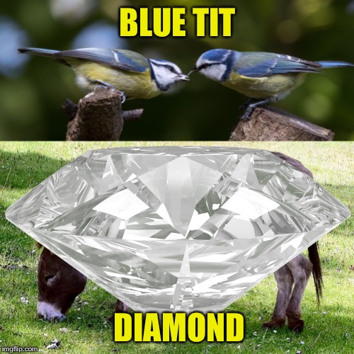 Pair of Blue Tits and Ass | BLUE TIT DIAMOND | image tagged in pair of blue tits and ass | made w/ Imgflip meme maker