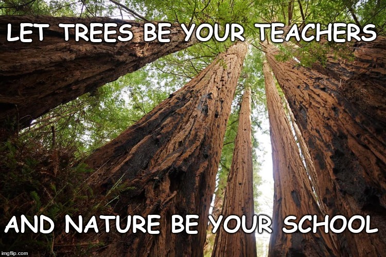 LET TREES BE YOUR TEACHERS; AND NATURE BE YOUR SCHOOL | image tagged in trees,happy tree friends,inspirational,teachers,bob ross | made w/ Imgflip meme maker