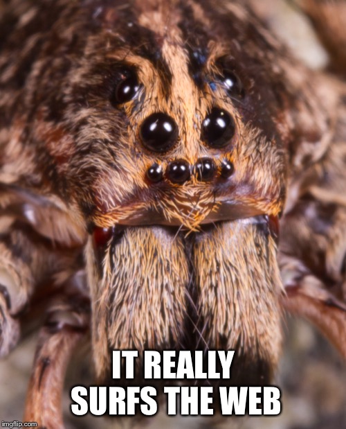 IT REALLY SURFS THE WEB | made w/ Imgflip meme maker