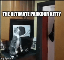 THE ULTIMATE PARKOUR KITTY | image tagged in gifs | made w/ Imgflip video-to-gif maker