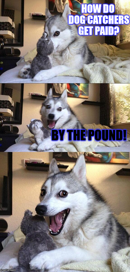 Bad Pun Dog only jokes about it because is cousy at home... ;) | HOW DO DOG CATCHERS GET PAID? BY THE POUND! | image tagged in memes,bad pun dog,funny,dogs,pound | made w/ Imgflip meme maker
