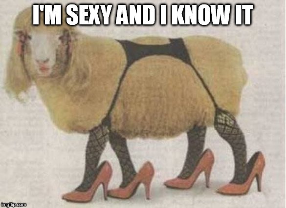 sexy sheep | I'M SEXY AND I KNOW IT | image tagged in sexy sheep | made w/ Imgflip meme maker