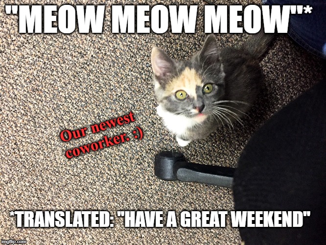 Weekend kitty | "MEOW MEOW MEOW"*; Our newest coworker. :); *TRANSLATED: "HAVE A GREAT WEEKEND" | image tagged in cats,weekend,meow,kitten,cute | made w/ Imgflip meme maker