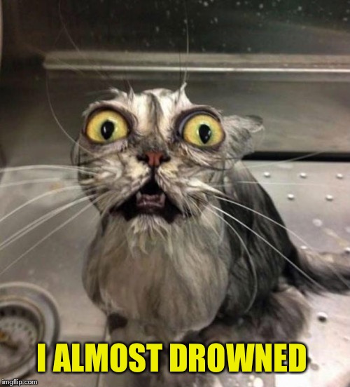 Astonished Wet Cat | I ALMOST DROWNED | image tagged in astonished wet cat | made w/ Imgflip meme maker