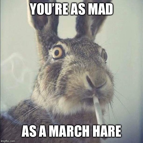 We all know a hare kicker ???????? | YOU’RE AS MAD AS A MARCH HARE | image tagged in we all know a hare kicker | made w/ Imgflip meme maker