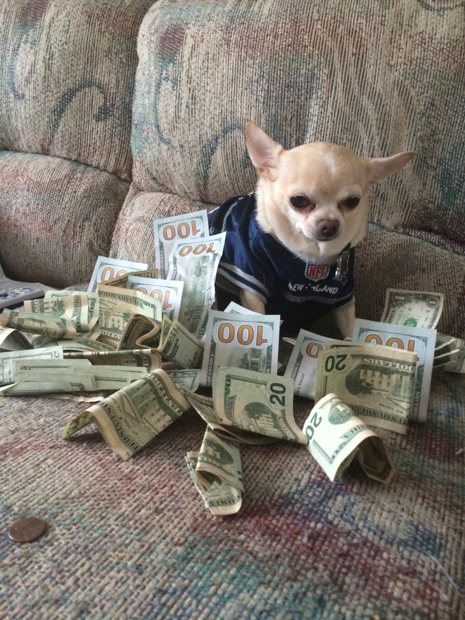 Money dog Blank Meme Template