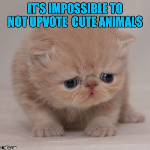 Cute Cat is Sad | IT'S IMPOSSIBLE TO NOT UPVOTE  CUTE ANIMALS | image tagged in cute cat is sad | made w/ Imgflip meme maker
