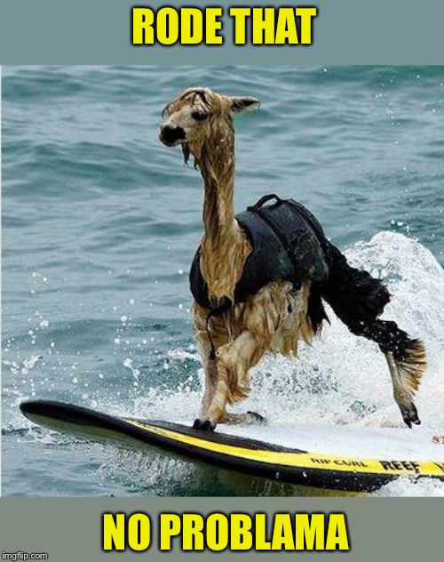 This Llama is surfing | RODE THAT NO PROBLAMA | image tagged in this llama is surfing | made w/ Imgflip meme maker