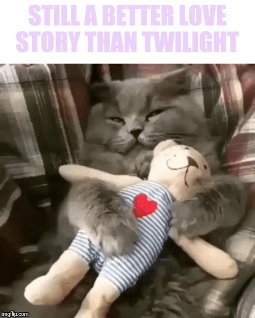STILL A BETTER LOVE STORY THAN TWILIGHT | image tagged in cats,snuggle buddy | made w/ Imgflip meme maker