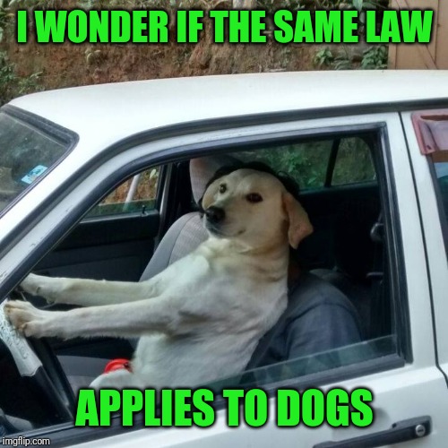 dog driving | I WONDER IF THE SAME LAW APPLIES TO DOGS | image tagged in dog driving | made w/ Imgflip meme maker