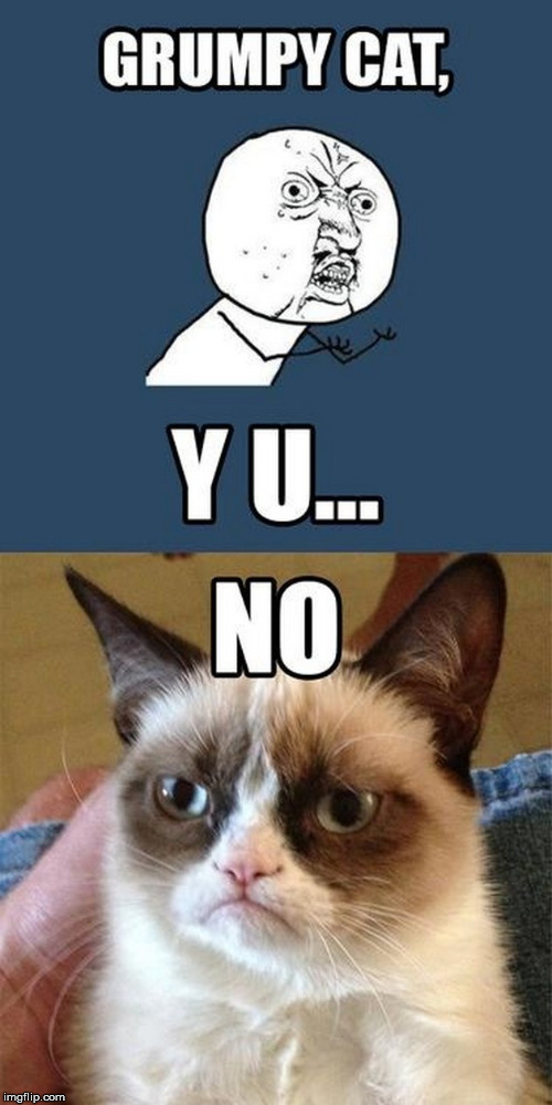 Y U NO Grumpy cat | image tagged in y u no grumpy cat,y u no,grumpy cat,cat,y u no guy,grumpy cat not amused | made w/ Imgflip meme maker
