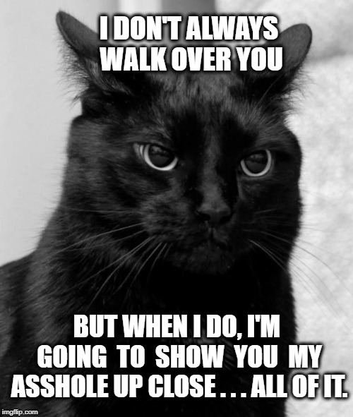 Black cat pissed | I DON'T ALWAYS WALK OVER YOU; BUT WHEN I DO, I'M GOING  TO  SHOW  YOU  MY ASSHOLE UP CLOSE . . . ALL OF IT. | image tagged in black cat pissed | made w/ Imgflip meme maker