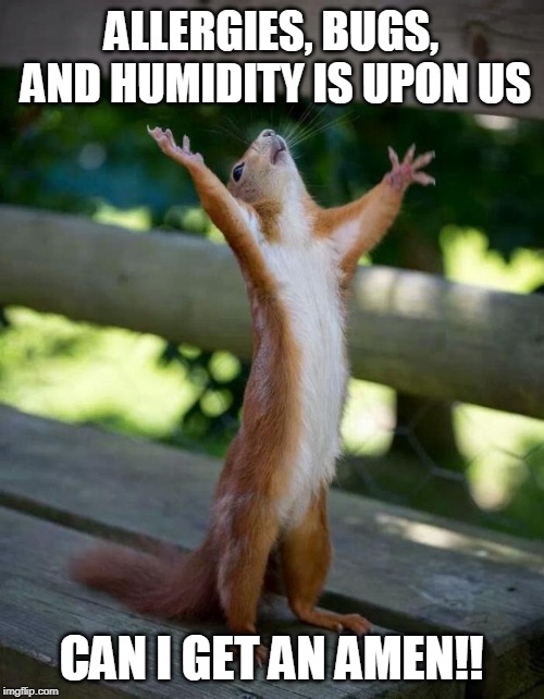 Happy Squirrel | ALLERGIES, BUGS, AND HUMIDITY IS UPON US CAN I GET AN AMEN!! | image tagged in happy squirrel | made w/ Imgflip meme maker