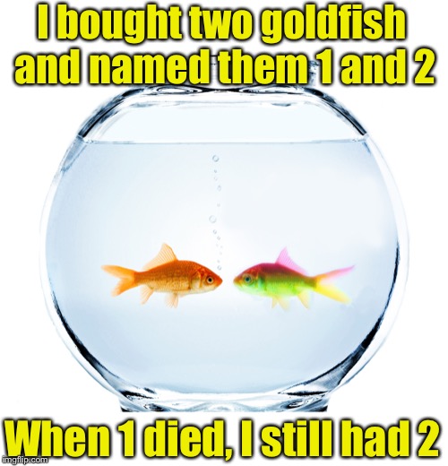 Practical pet names | I bought two goldfish and named them 1 and 2; When 1 died, I still had 2 | image tagged in fishbowl,memes,names | made w/ Imgflip meme maker