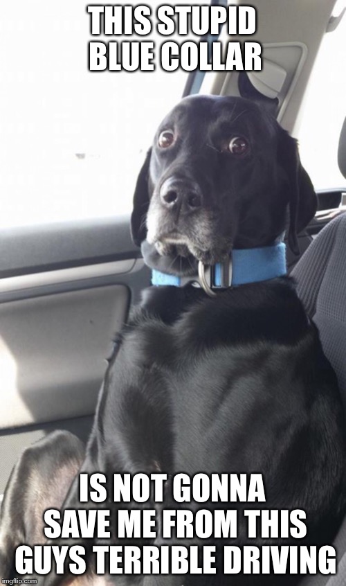 THIS STUPID BLUE COLLAR; IS NOT GONNA SAVE ME FROM THIS GUYS TERRIBLE DRIVING | image tagged in dogs,funny dogs,memed,funny | made w/ Imgflip meme maker