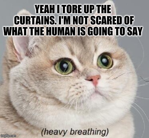 Daring move, but is the kitty bluffing? | YEAH I TORE UP THE CURTAINS. I'M NOT SCARED OF WHAT THE HUMAN IS GOING TO SAY | image tagged in memes,heavy breathing cat,deathclaw,cats,big trouble in little china,confused dafuq jack sparrow what | made w/ Imgflip meme maker