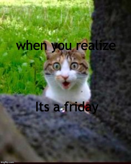 Surprised Cat | when you realize; Its a friday | image tagged in surprised cat | made w/ Imgflip meme maker
