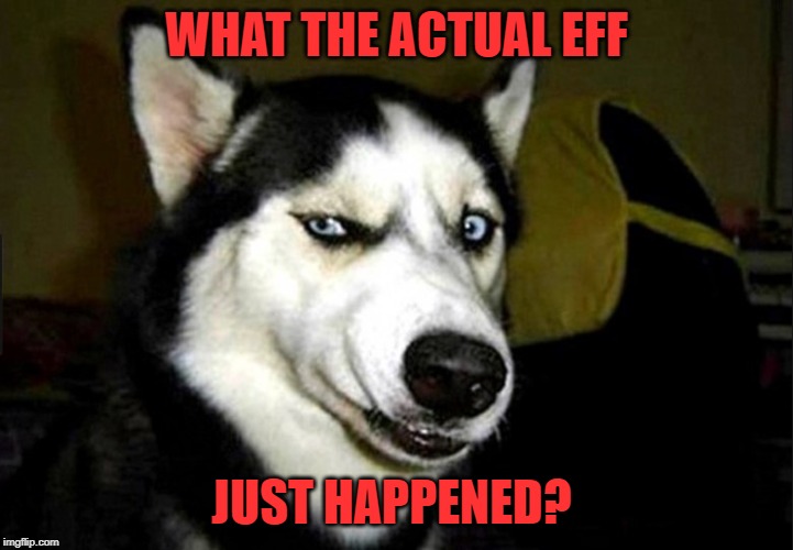 suspicious husky dog | WHAT THE ACTUAL EFF; JUST HAPPENED? | image tagged in suspicious husky dog | made w/ Imgflip meme maker
