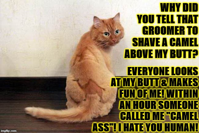 WHY DID YOU TELL THAT GROOMER TO SHAVE A CAMEL ABOVE MY BUTT? EVERYONE LOOKS AT MY BUTT & MAKES FUN OF ME! WITHIN AN HOUR SOMEONE CALLED ME "CAMEL ASS"! I HATE YOU HUMAN! | image tagged in camel butt | made w/ Imgflip meme maker