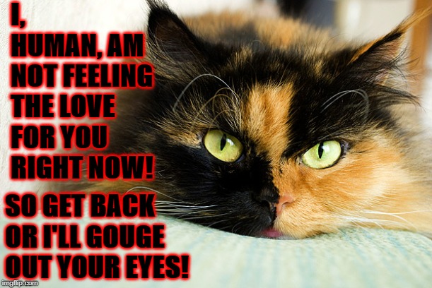 I, HUMAN, AM NOT FEELING THE LOVE FOR YOU RIGHT NOW! SO GET BACK OR I'LL GOUGE OUT YOUR EYES! | image tagged in no love | made w/ Imgflip meme maker