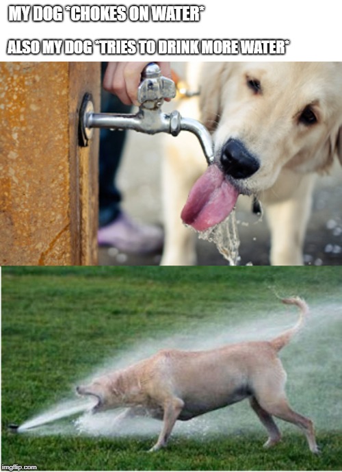 Dog drinking water vs dog and sprinkler | MY DOG *CHOKES ON WATER*; ALSO MY DOG *TRIES TO DRINK MORE WATER* | image tagged in dog drinking water vs dog and sprinkler | made w/ Imgflip meme maker