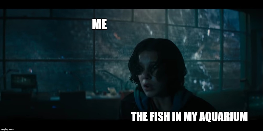 titles are for pussies anyways | ME; THE FISH IN MY AQUARIUM | image tagged in memes | made w/ Imgflip meme maker
