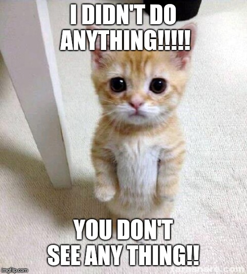Cute Cat | I DIDN'T DO ANYTHING!!!!! YOU DON'T SEE ANY THING!! | image tagged in memes,cute cat | made w/ Imgflip meme maker