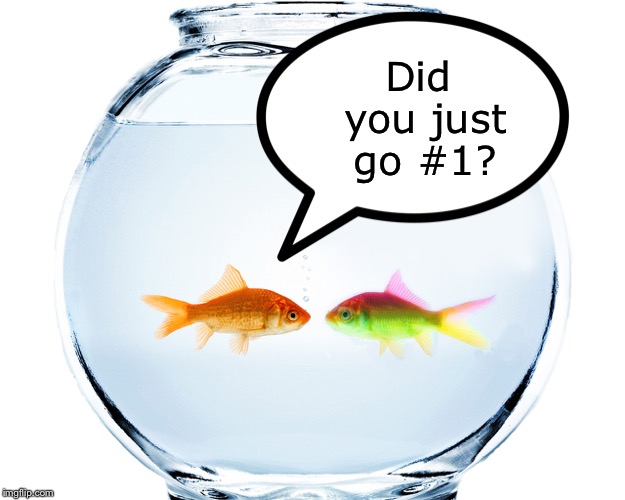 Fishbowl | Did you just go #1? | image tagged in fishbowl | made w/ Imgflip meme maker