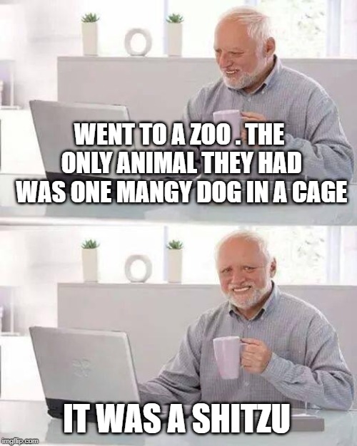 Hide the Pain Harold Meme | WENT TO A ZOO . THE ONLY ANIMAL THEY HAD WAS ONE MANGY DOG IN A CAGE; IT WAS A SHITZU | image tagged in memes,hide the pain harold | made w/ Imgflip meme maker