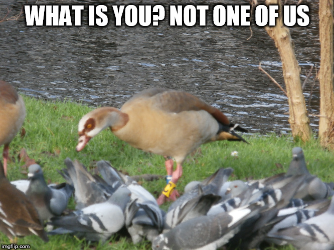 what is you? | WHAT IS YOU? NOT ONE OF US | image tagged in pigeons,goose,river | made w/ Imgflip meme maker