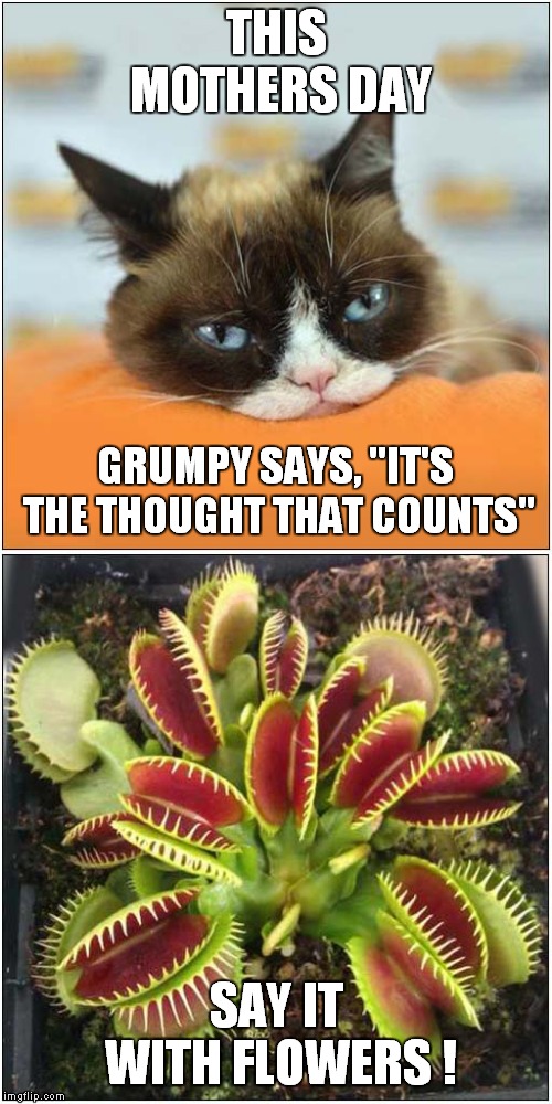 Grumpy Mothers Day | THIS MOTHERS DAY; GRUMPY SAYS, "IT'S THE THOUGHT THAT COUNTS"; SAY IT WITH FLOWERS ! | image tagged in cats,grumpy cat,mothers day | made w/ Imgflip meme maker