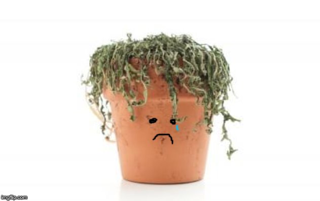 dead plant | image tagged in dead plant | made w/ Imgflip meme maker