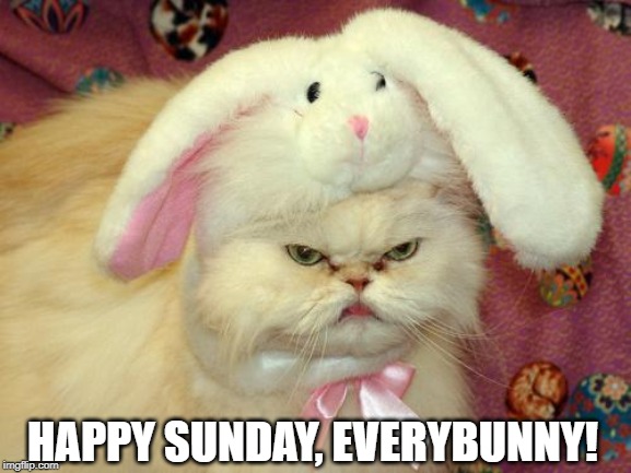 easter cat | HAPPY SUNDAY, EVERYBUNNY! | image tagged in easter cat | made w/ Imgflip meme maker