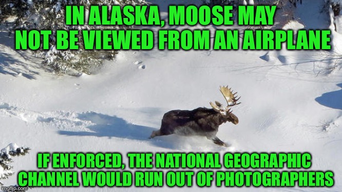 Ludicrous Laws Week (April 1-7) a KateChuks, LordCheesus and SydneyB event | IN ALASKA, MOOSE MAY NOT BE VIEWED FROM AN AIRPLANE; IF ENFORCED, THE NATIONAL GEOGRAPHIC CHANNEL WOULD RUN OUT OF PHOTOGRAPHERS | image tagged in moose,memes,funny,funny memes,mxm | made w/ Imgflip meme maker