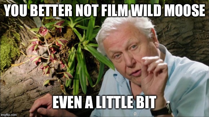 David Attenborough | YOU BETTER NOT FILM WILD MOOSE EVEN A LITTLE BIT | image tagged in david attenborough | made w/ Imgflip meme maker