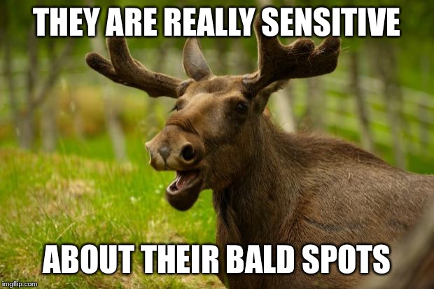 Bad Pun Moose | THEY ARE REALLY SENSITIVE ABOUT THEIR BALD SPOTS | image tagged in bad pun moose | made w/ Imgflip meme maker