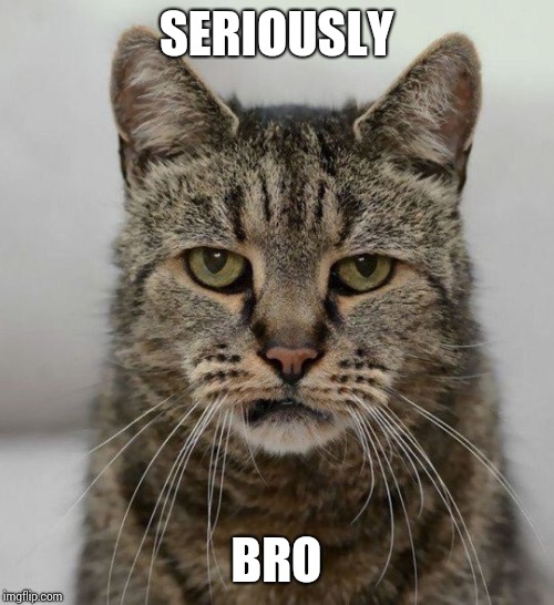 Seriously Cat | SERIOUSLY BRO | image tagged in seriously cat | made w/ Imgflip meme maker