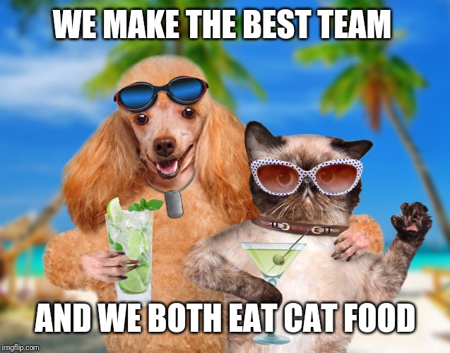 Cat and Dog Sipping Cocktails | WE MAKE THE BEST TEAM AND WE BOTH EAT CAT FOOD | image tagged in cat and dog sipping cocktails | made w/ Imgflip meme maker