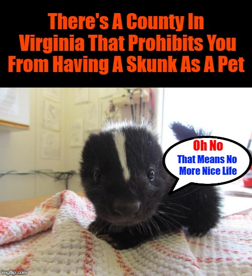 I Know, That Stinks, Doesn't It? Ludicrous Laws week April 1-7 a LordCheesus, Katechuks and SydneyB event | There's A County In Virginia That Prohibits You From Having A Skunk As A Pet; Oh No; That Means No More Nice Life | image tagged in baby skunk,memes,aprilfoolsweek,lordcheesus,sydneyb,skunk | made w/ Imgflip meme maker