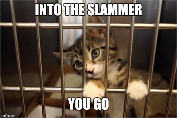 cat jail | INTO THE SLAMMER YOU GO | image tagged in cat jail | made w/ Imgflip meme maker