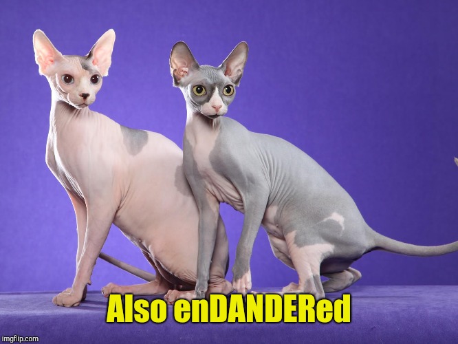 bald cats | Also enDANDERed | image tagged in bald cats | made w/ Imgflip meme maker