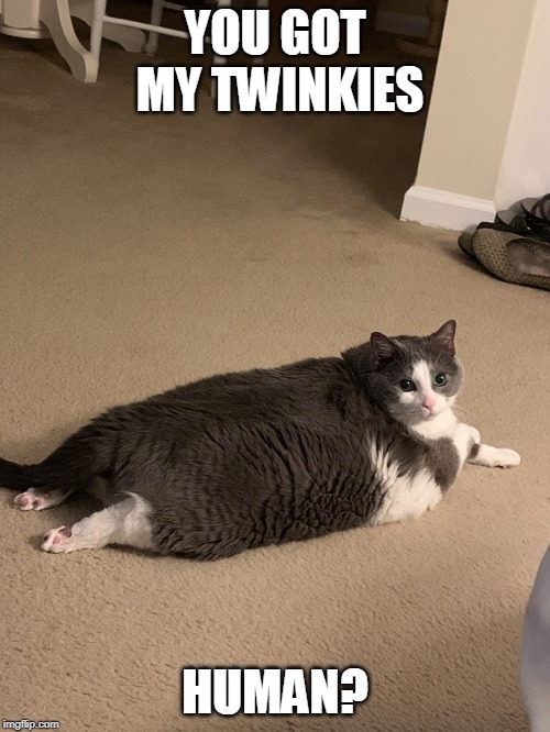 FAT CAT | YOU GOT MY TWINKIES; HUMAN? | image tagged in twinkie,fat cat,cats | made w/ Imgflip meme maker