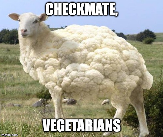 900IQ | CHECKMATE, VEGETARIANS | image tagged in funny memes,memes,animals,vegetarian,sheep | made w/ Imgflip meme maker