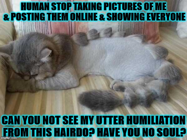 HUMAN STOP TAKING PICTURES OF ME & POSTING THEM ONLINE & SHOWING EVERYONE; CAN YOU NOT SEE MY UTTER HUMILIATION FROM THIS HAIRDO? HAVE YOU NO SOUL? | image tagged in humiliation | made w/ Imgflip meme maker